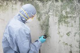 Why You Should Choose Our Mold Remediation Services in Dunedin, FL